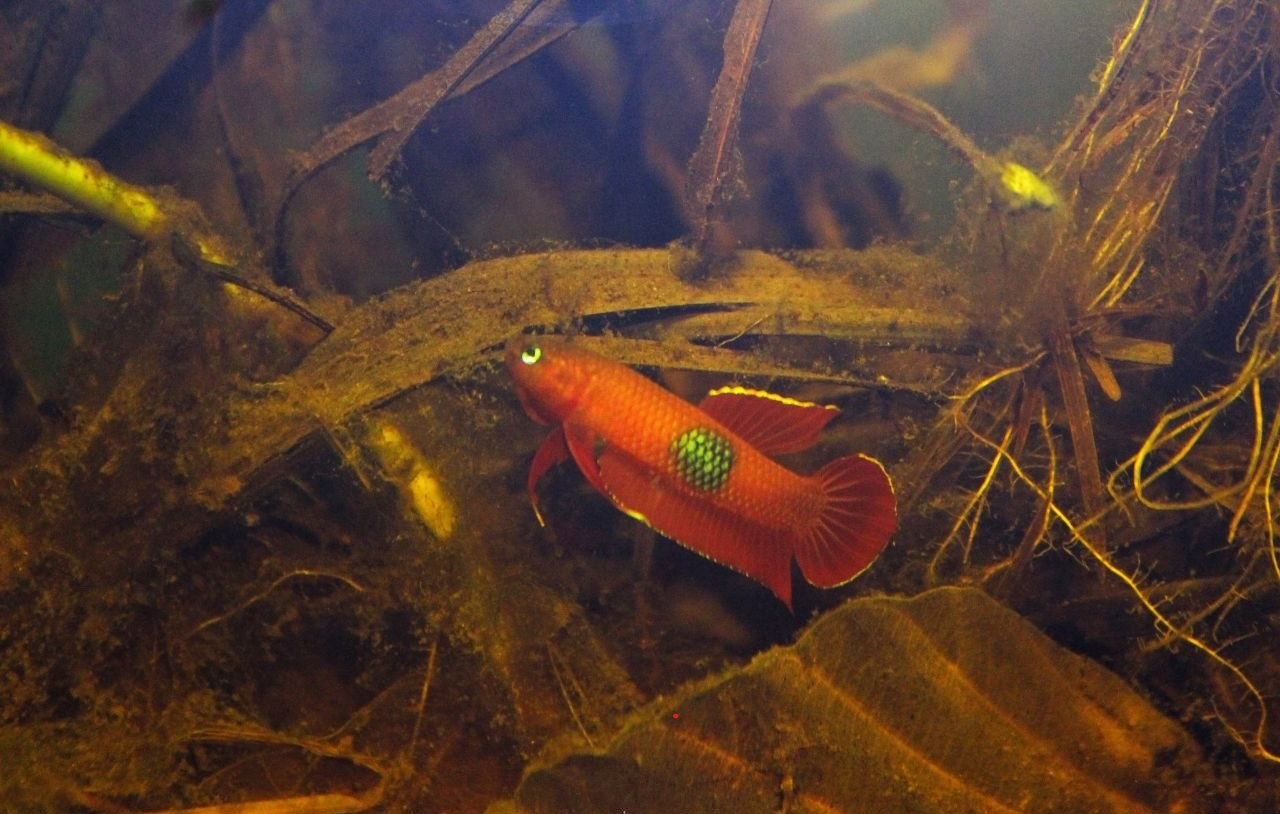 Betta Brownorum close-up