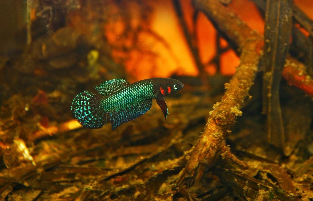 Betta Hendra portrait