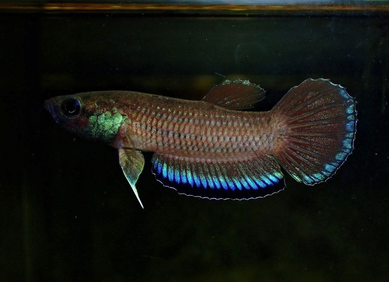 Betta Simplex Type 1