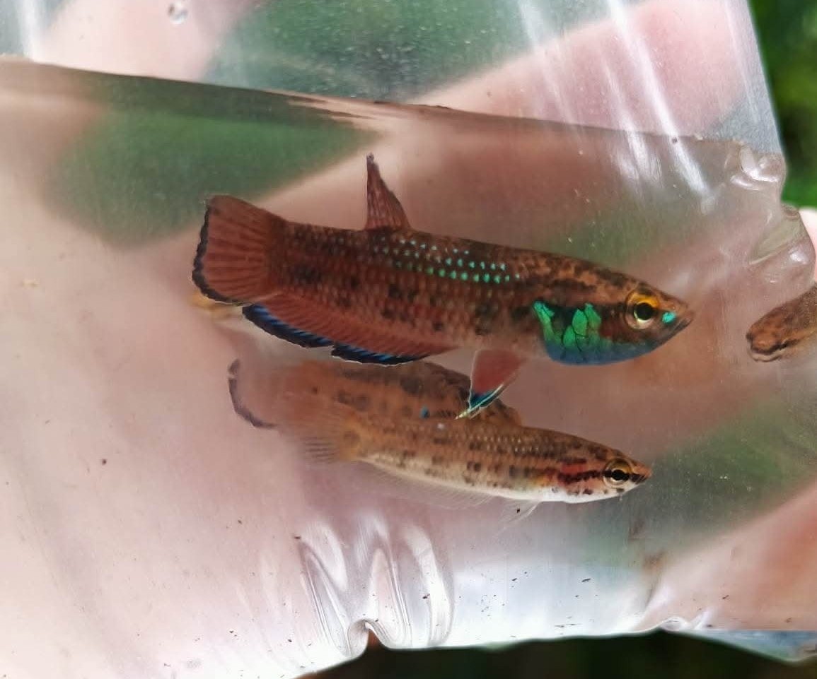 Betta Simplex wild caught specimen