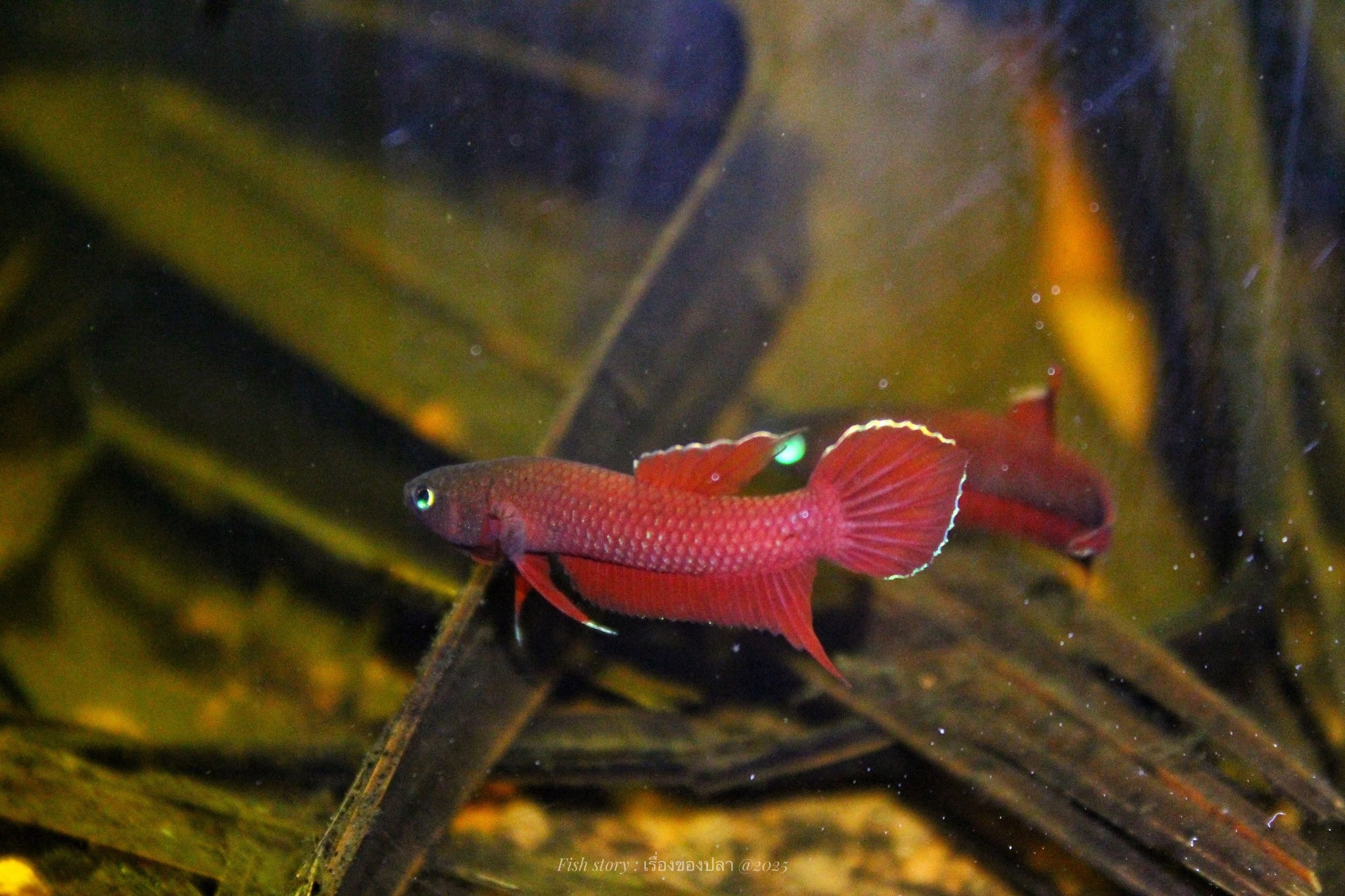 Rutilans red variation