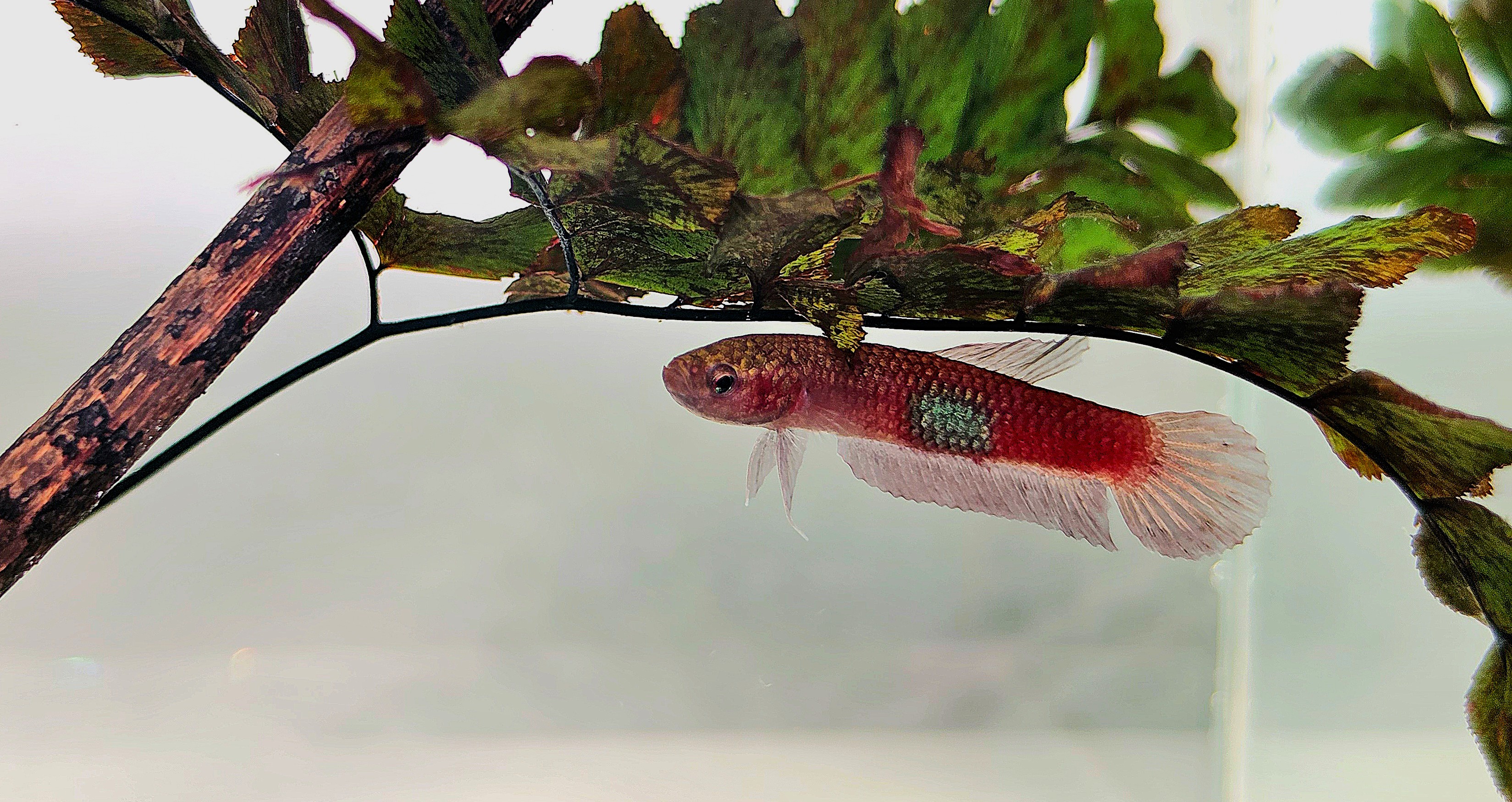 Betta Macrostoma in high detail